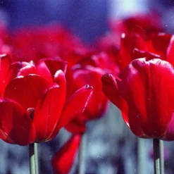 Expired Film :: Triple Packs -Polaroid Store 50155566967 7c6aee4ac7 k