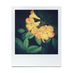 Macro Lens Set 38 Macro Lens Set -Polaroid Store BrendonParkerMarco4