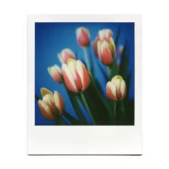 Macro Lens Set 36 Macro Lens Set -Polaroid Store BrendonParkerMarco6