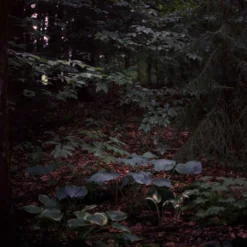 Freestyle Cinestill 800T :: Color -Polaroid Store Cinestill 800T 120 Shanna Hutchins 1