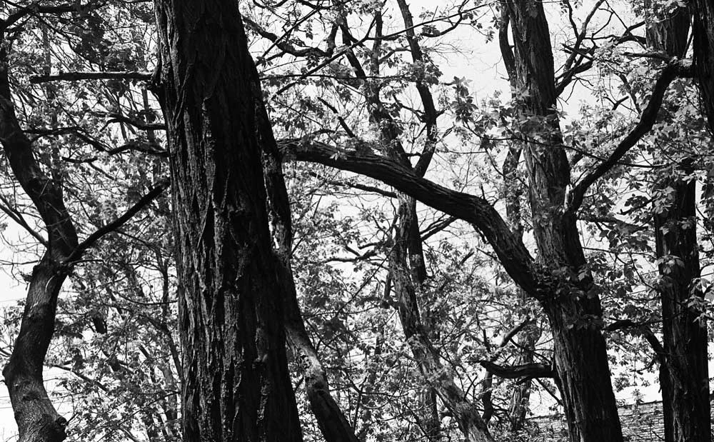 Unique Kodak Tri-X 400 :: B&W 7 Unique Kodak Tri-X 400 :: B&W - Image 5