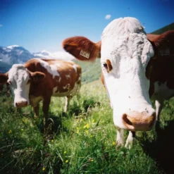 Lomography 100 :: Color -Polaroid Store Lomo 100 120 sally and matthias fiegl 1