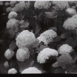 Lomography Orca :: B&W -Polaroid Store Lomo 110 Orca moka wong