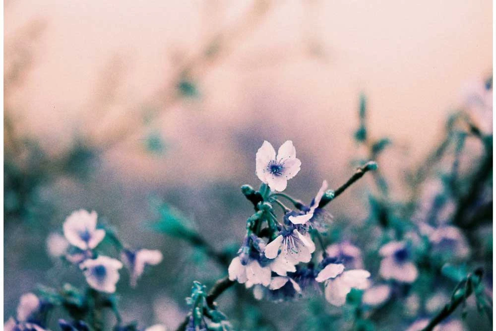 Lomography Turquoise :: Color 4 Lomography Turquoise :: Color - Image 2