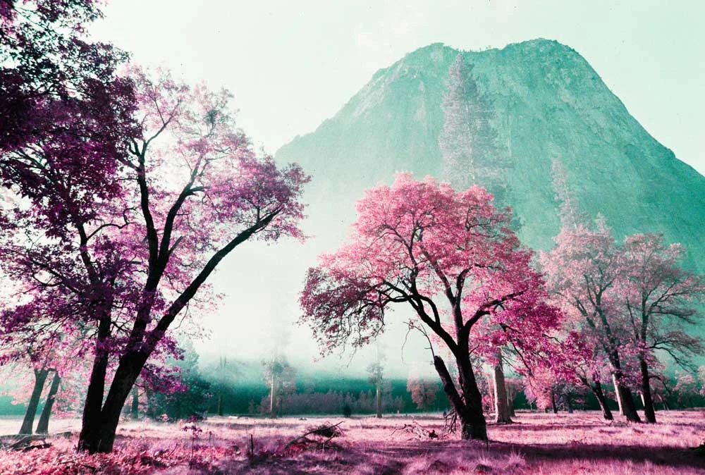 Lomography Purple :: Color 5 Lomography Purple :: Color - Image 4