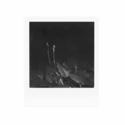 Polaroid 600 :: B&W Film -Polaroid Store Polaroid 600 BW Shanna Hutchins