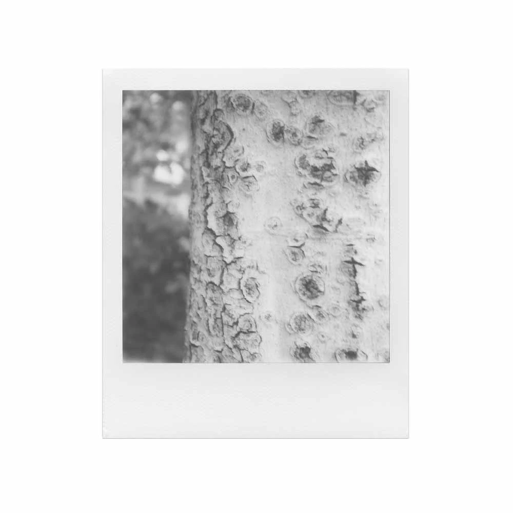 Polaroid SX-70 :: B&W Film 5 Polaroid SX-70 :: B&W Film - Image 3